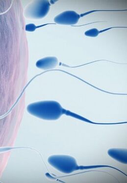 Spermogram za nisku potenciju