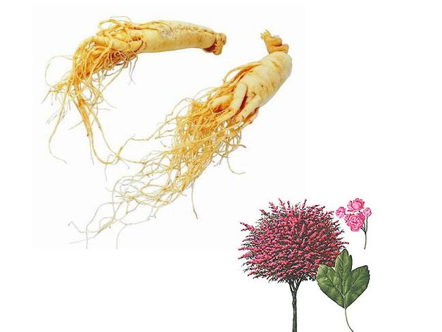 ginseng i glog za povećanje potencije